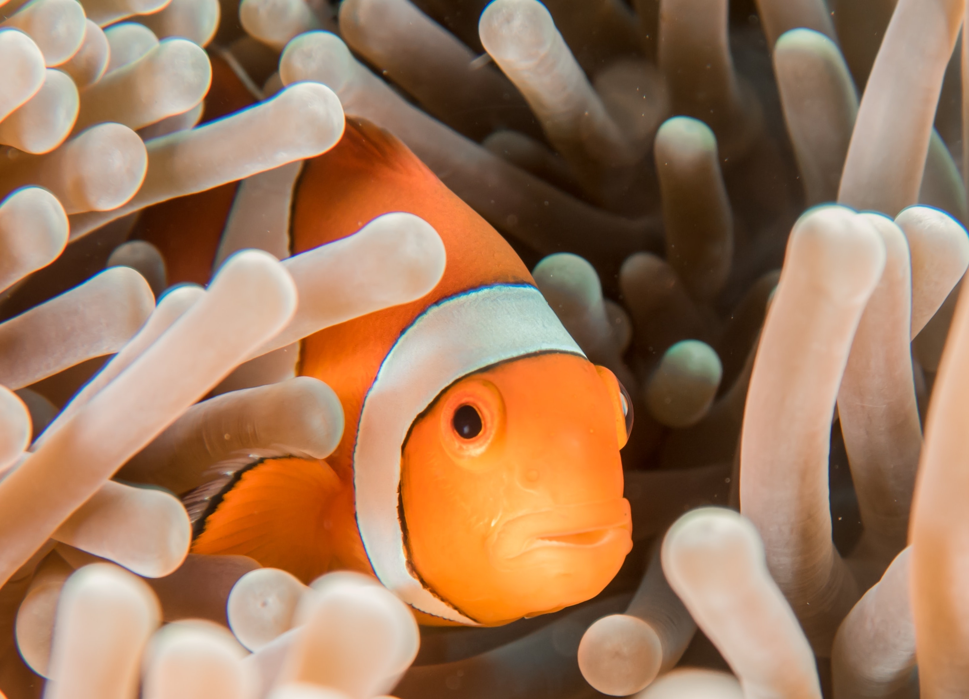 clownfish